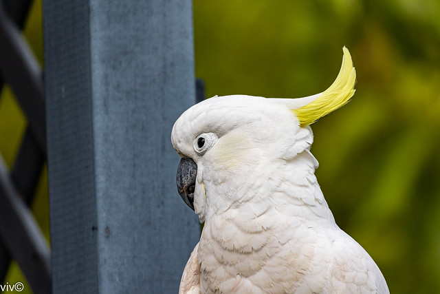 On a sunny spring evening, an adult Cockatoo waits patiently at our garden for handouts - uncropped image. The brown dirt on its chest is from getting in/out of its burrow on trees