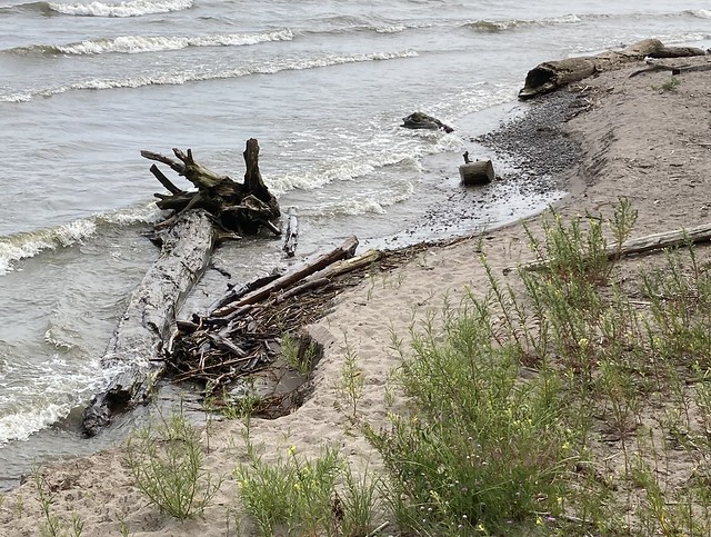 “Beautiful fallen tree and driftwood in the waves , close to the shore of Lake Ontario view from the waterfront trail in Squires beach this autumn , cropped photograph , Martins photographs , Pickering , Ontario , Canada , October 18. 2023”