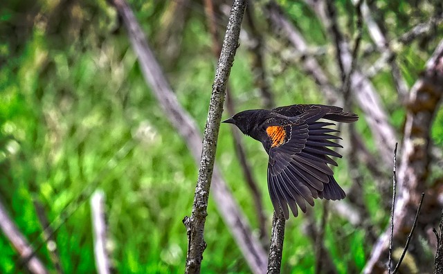 Flirting for love - Redwing Blackbird (m)