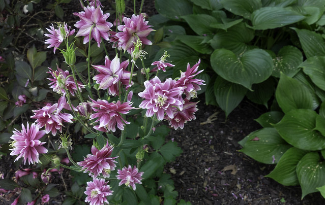 Pink flowers and hosta leaves