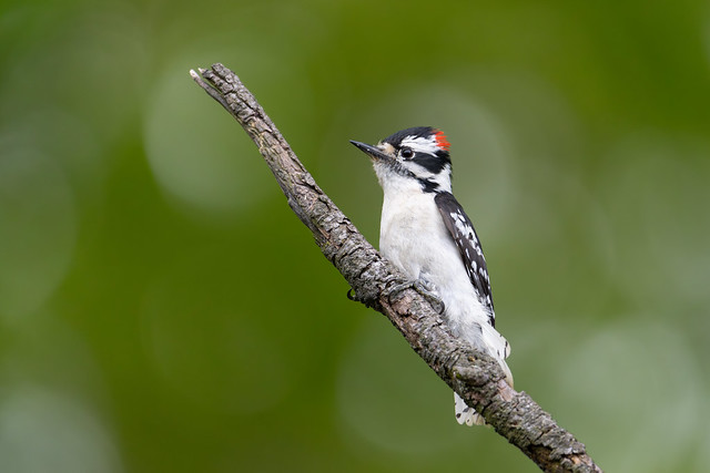 Downy Woodpecker in the Bokeh