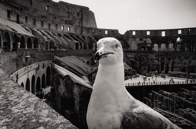 Pigeon at the Colliseum