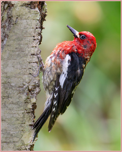 Red-Headed-Sapsucker-feeding-on-the-sap-by-drilling-holes.