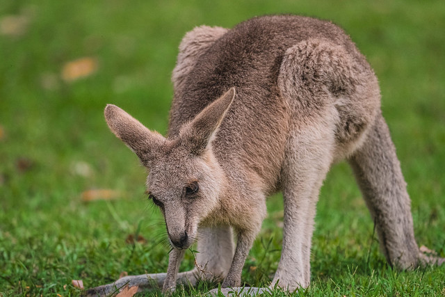 kangaroo, nelson bay golf course - Australia