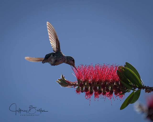Hummingbird in Bottlebush