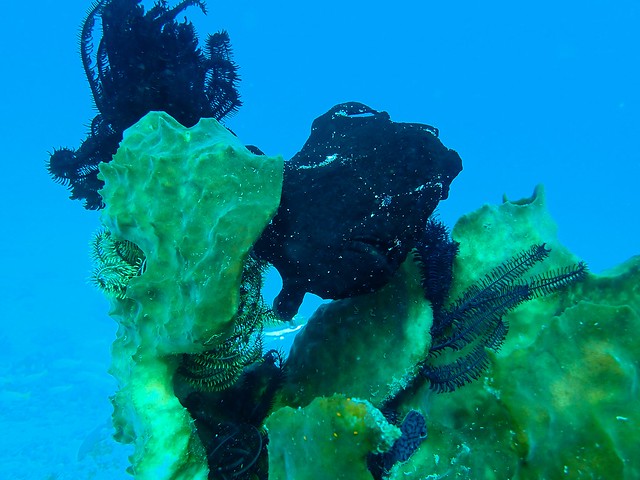 Giant frogfish - Antennarius commerson - Riesen-Anglerfisch