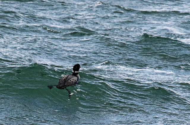 Common Loon - 094A4366a4c1