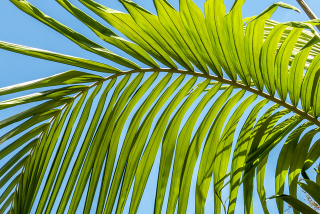 Bangalow Palm Leaf