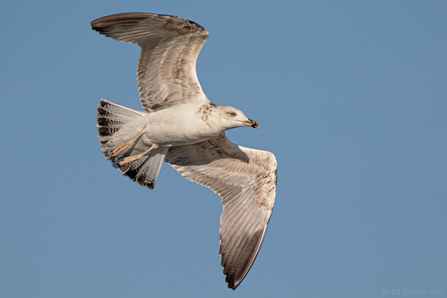 Goéland argenté - European Herring Gull (Larus argentatus) - Gujan-Mestras - Port du Canal (Gironde) France, le 26 octobre 2017