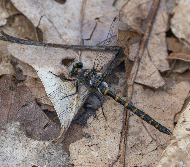 Ringed Boghaunter (Williamsonia lintneri) Dragonfly - Male