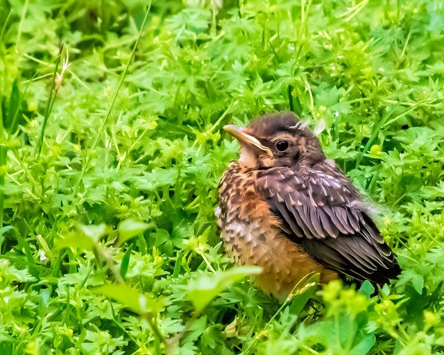 Baby American Robin, last night's storm must have blown it from the nest.