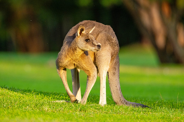Kangaroo at Nelson bay golf course, Australia