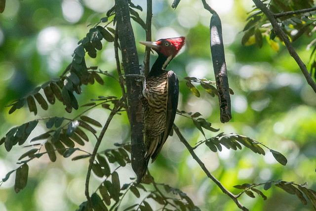 Pale-billed Woodpecker at Manuel Antonio S24A3502