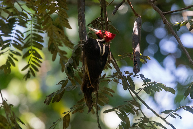Pale-billed Woodpecker at Manuel Antonio S24A3521