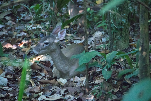 White-tailed Deer at Manuel Antonio S24A3259