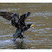 Le cormoran