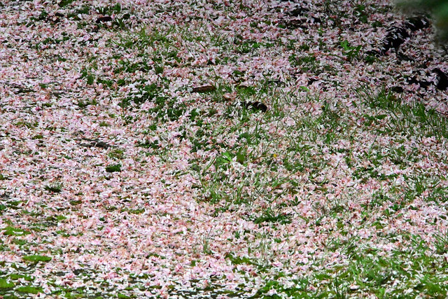 Cherry blossom carpet