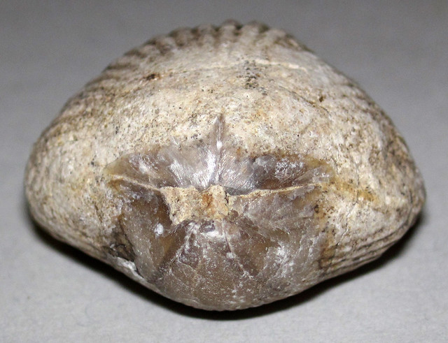 Somalirhynchia africana (fossil brachiopod) (Late Jurassic; Afar, Ethiopia) 14