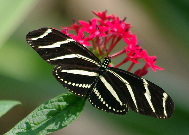 Zebra Longwing Butterfly (Heliconius charithonia,)