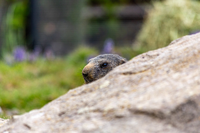 A marmot watching you