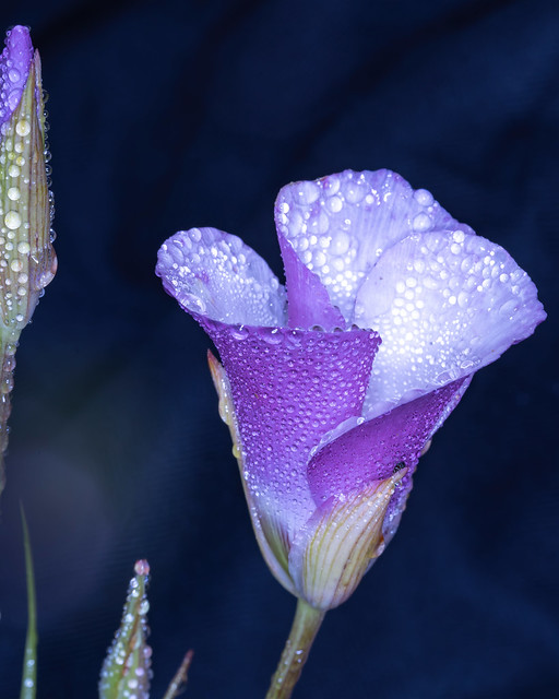 Catalina Mariposa Lily---Calochortus catalinae