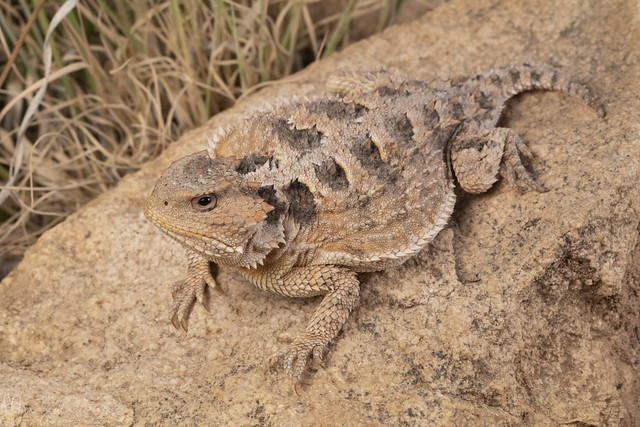 Greater Short-horned Lizard (Phrynosoma hernandesi) -New Mexico