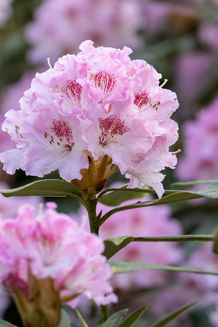 Rhododendrons in Bloom at Clumber Park