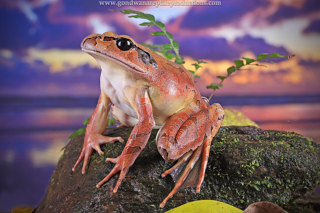 mottled barred frog (Mixophyes coggeri)