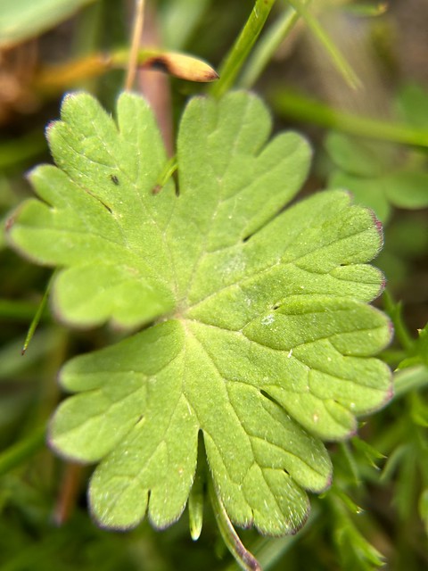 Weicher Storchschnabel (Geranium molle) (4)