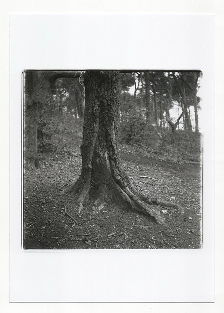 Tree 5x7 print