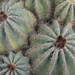Noctocactus magnífica P2030352