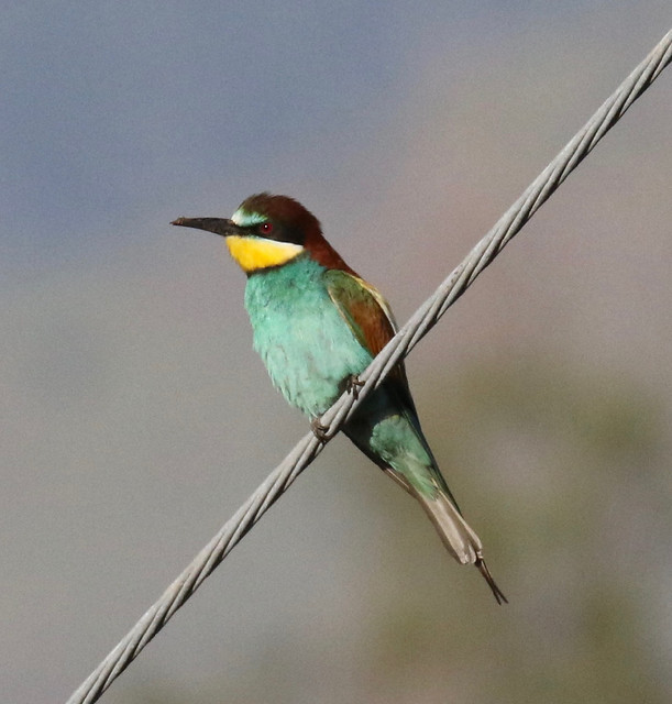 European Bee-eater, on wire (Merops apiaster)