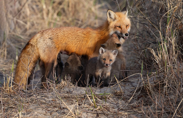 A female red fox with her adorable kits