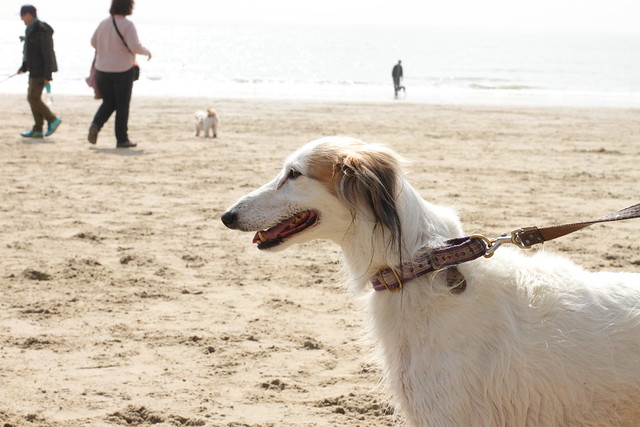 Folkestone Sighthound Meetup / Sunny Sands, Folkestone / 27-Apr 2024