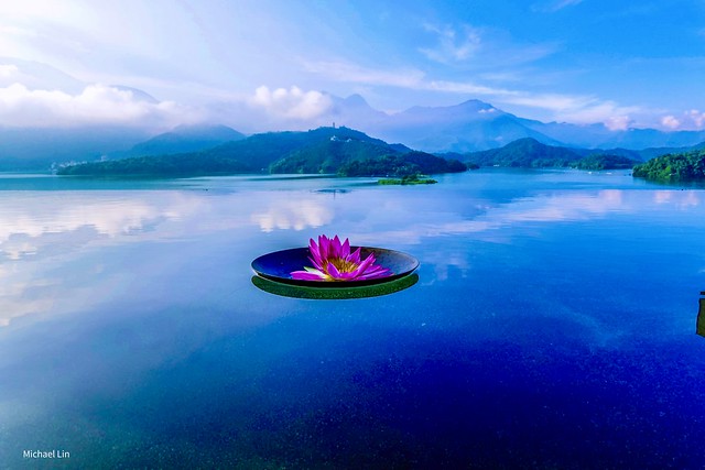 蓮映日月潭 Lily as above Sun Moon Lake, Top lake of Taiwan.