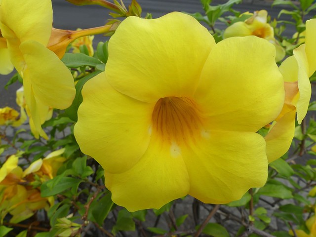 Jolie fleur jaune dont je ne connais pas le nom ;-)