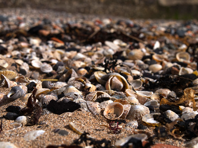 2024 04 15 - sea of seashells