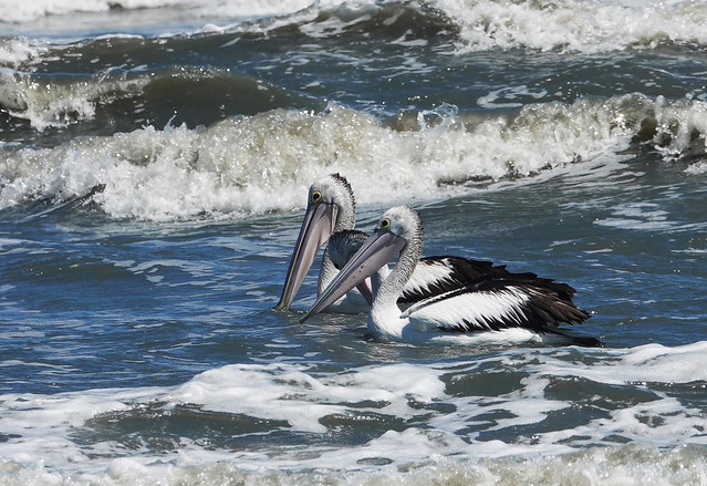 Pelicans surf fishing