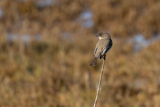 Eastern Phoebe in Assateague