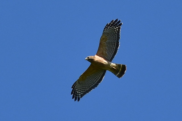 7470 Red Tail Hawk Flyby Lewisville NC.