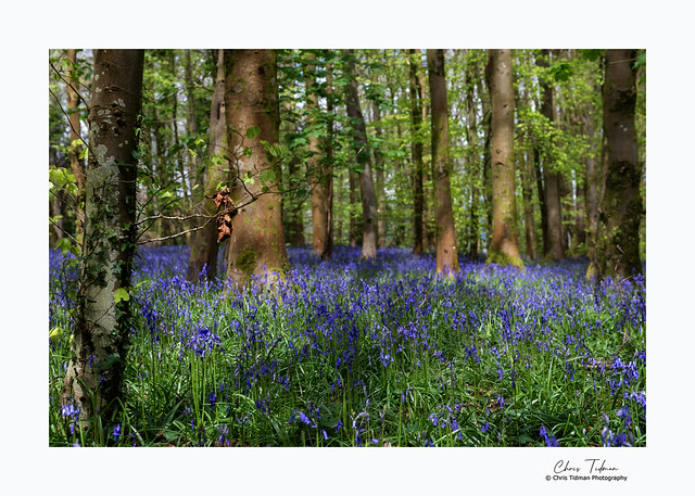 Beautiful Bluebell Wood