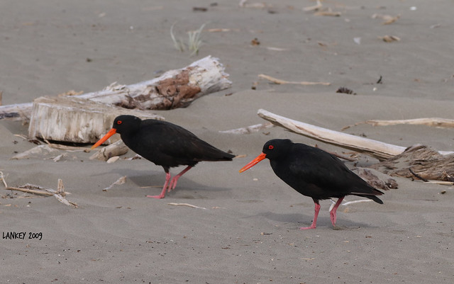 Variable Oyster Catchers