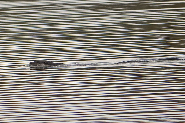 Otter Rutland Water 27-1-24