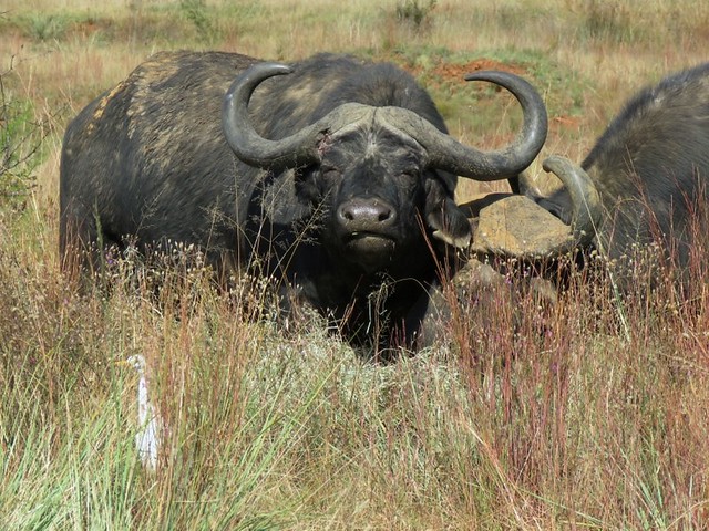 ( old ) Cape Buffalo with Cattle Egret  /  ( ou ) Buffel  met Veereier
