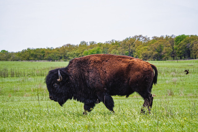 Bird and Bison