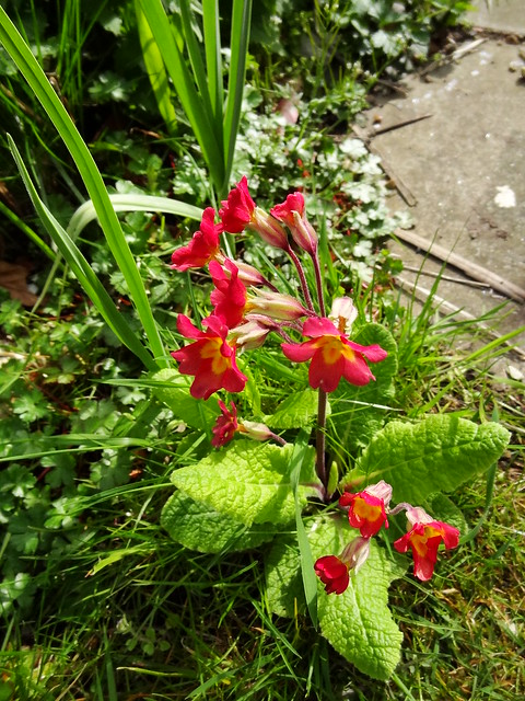 DSC02696 Primula veris - Coloured cowslips