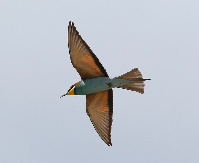 European Bee-eater, in flight (Merops apiaster)
