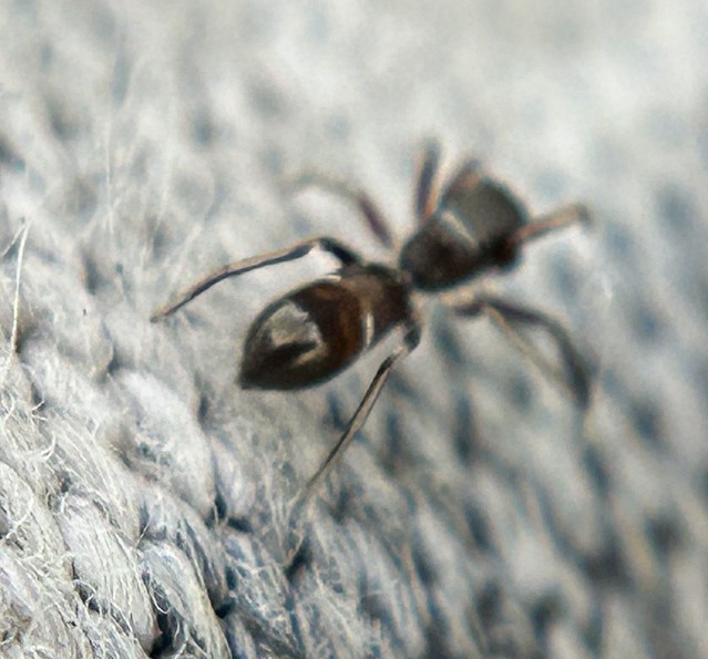 Kleine Ameisenspringspinne (Synageles venator) (1)