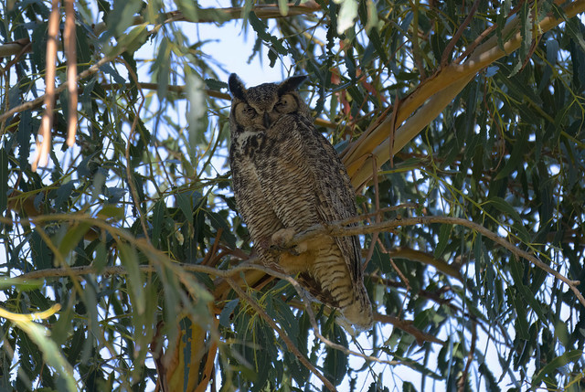 Great Horned Owl Sleeping in a Tree