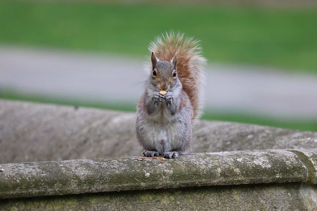 Eastern Grey Squirrels of Yale University - April 25th & 26th, 2024 (New Haven, Connecticut) - 116/2023  319/P365Year16  5797/P365all-time – (April 25, 2024)